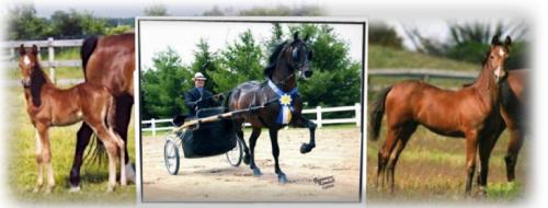 MCH MORGAN HORSE FARM