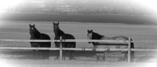 RAINS RANCH