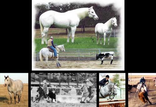 CR QUARTER HORSES