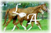 Lynn's Appaloosas