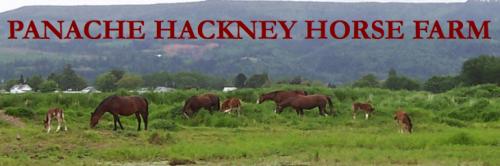 PANACHE HACKNEY HORSE  FARM