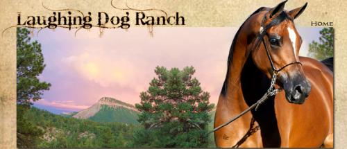 Laughing Dog Ranch