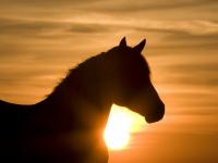Equine Synergy 