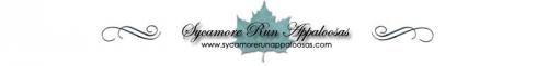 Sycamore Run Appaloosas