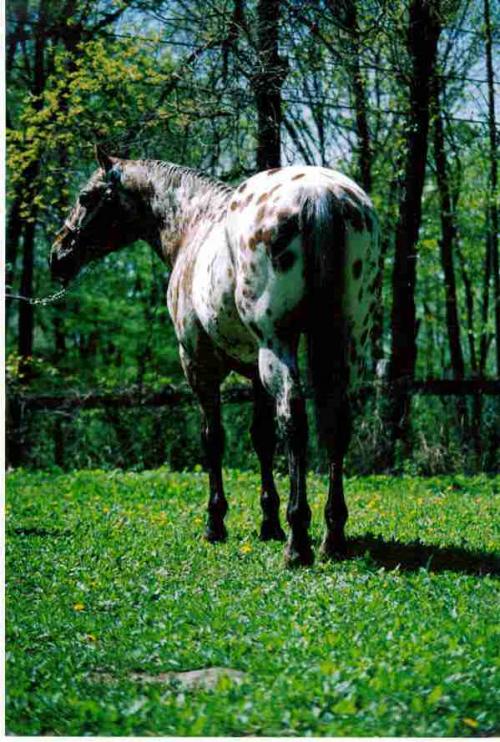 TANGLEWOOD FARM
