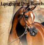 Laughing Dog Ranch