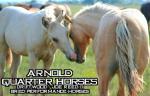 Arnold Quarter Horses
