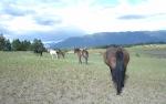Afinado Andalusians