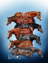 COOPER QUARTER HORSES