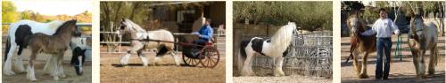 Desert Jewel Gypsy Horses
