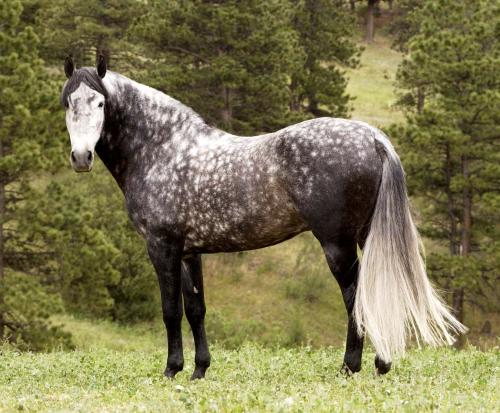 asturian horse