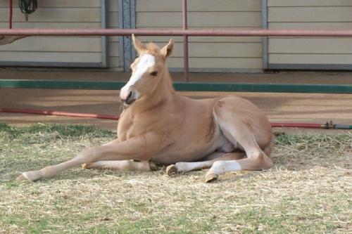 KENNEDY QUARTER HORSES and appaloosa horse jumping. KENNEDY QUARTER HORSES and