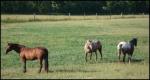 Enchanting Acres Farm