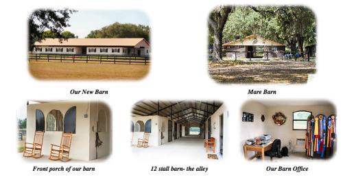 Triagn Farm Morgans