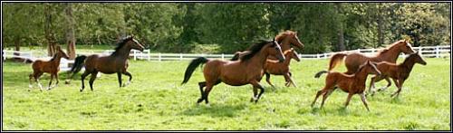 R.O. Lervick Arabians