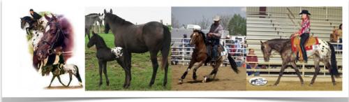 Kinsch Show Horses