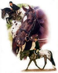 Kinsch Show Horses