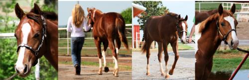 Mid-America Horse Production