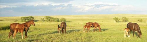 Willow Ranch Morgans