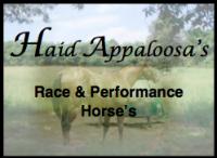 John Haid Appaloosas 