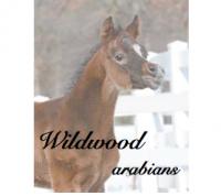 WILDWOOD ARABIANS 