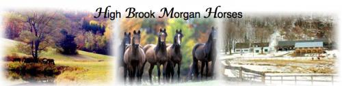 High Brook Morgan Horses