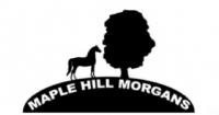 Maple Hill Morgans
