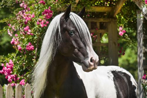 Horses+for+sale+in+nc+under+1000