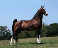Spencer Benedict Stables