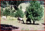 Chacaro So-Black Arabians & Pintos