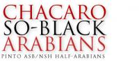 Chacaro So-Black Arabians & Pintos