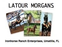 Latour Morgans 
